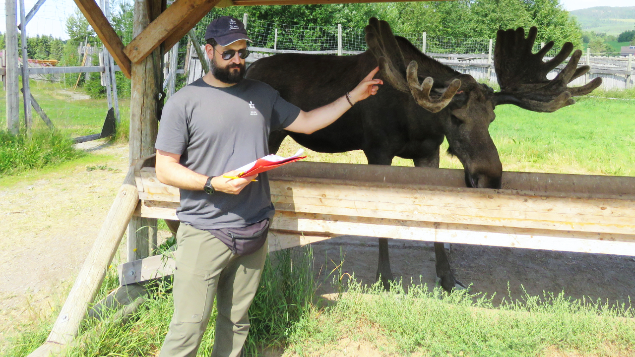 Just like humans, moose also have different personalities that influence their behaviour, explains Bruno Esattore, a researcher who has studied moose in a moose park. 