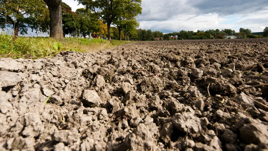 Close-up of an agricultural field. Photo.