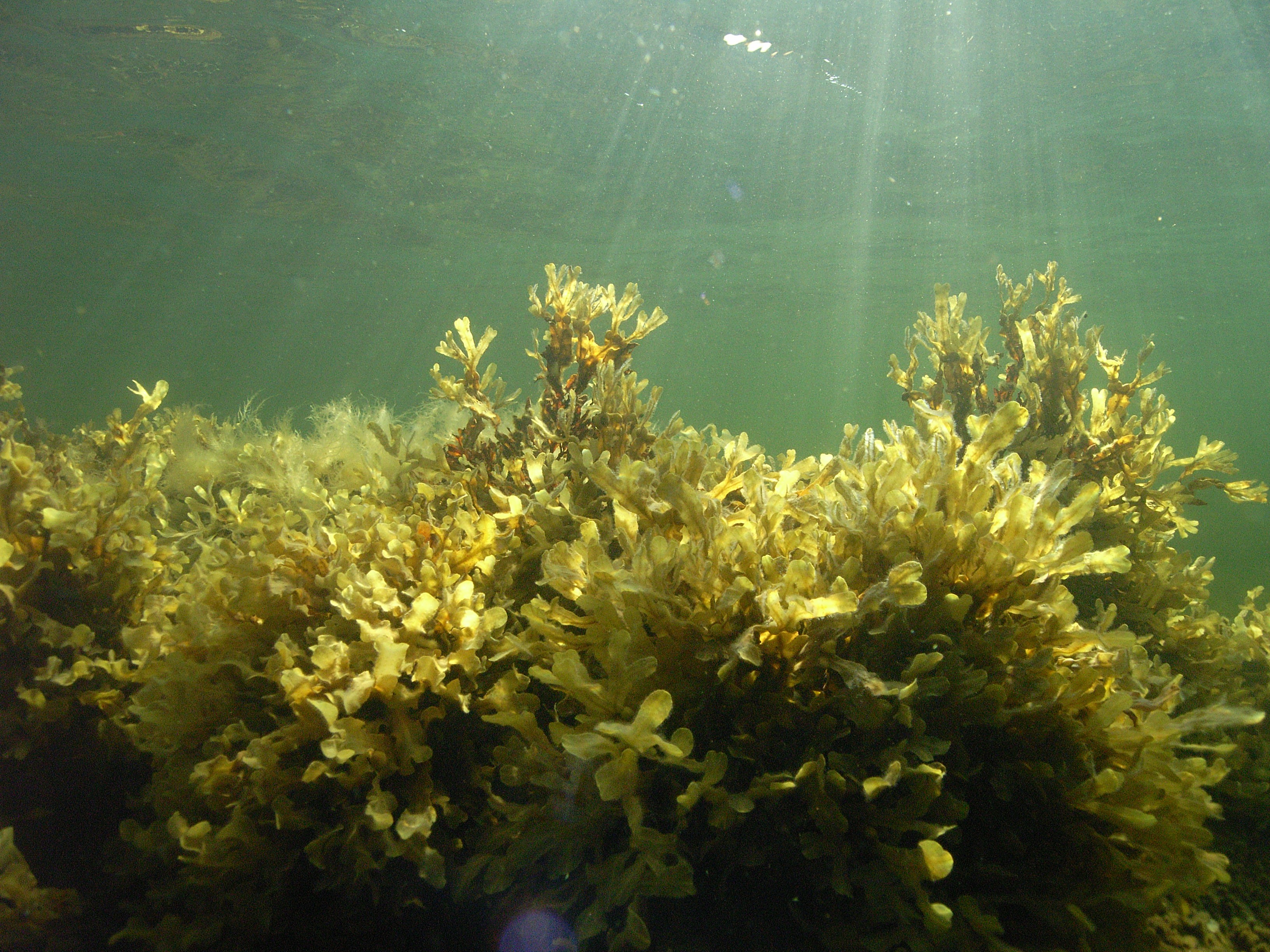 Undervattensbild på blåstång och tångsnälla: 