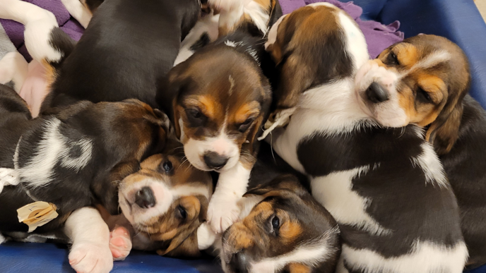 Brun och vitpälsade hundvalpar som ligger hopkrupna.