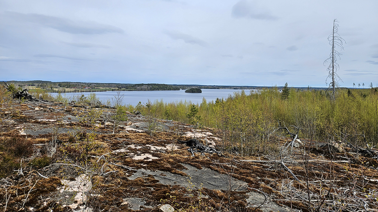 Vy från en stenig höjd med låg vegetation och ljusgrön vårskog i förgrunden. En sjö breder ut sig i mitten av bilden med en liten ö, omgiven av skogslandskap. Himlen är ljus med tunna moln, och ett ensamt dött träd står till höger. Foto.