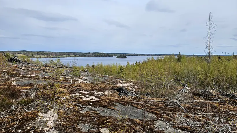 Vy från en stenig höjd med låg vegetation och ljusgrön vårskog i förgrunden. En sjö breder ut sig i mitten av bilden med en liten ö, omgiven av skogslandskap. Himlen är ljus med tunna moln, och ett ensamt dött träd står till höger. Foto.