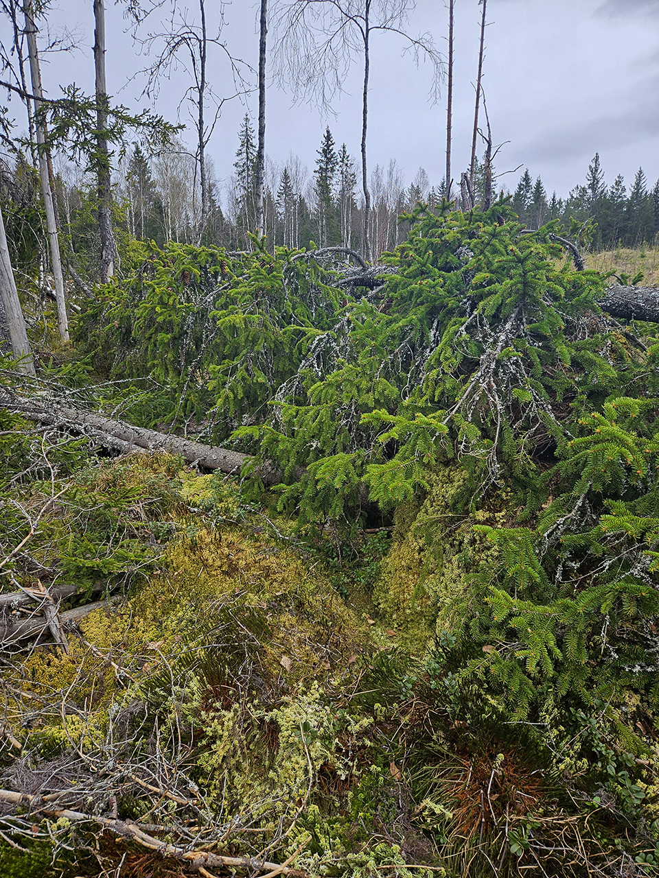 Område i barrskog med omkullfallna granar som ligger tätt tillsammans och bildar en låg barrvägg. Markvegetationen består av mossa, lavar och ris, med brutna grenar och stammar i förgrunden. Upprättstående träd och skog syns i bakgrunden under en gråmulen himmel. Foto.