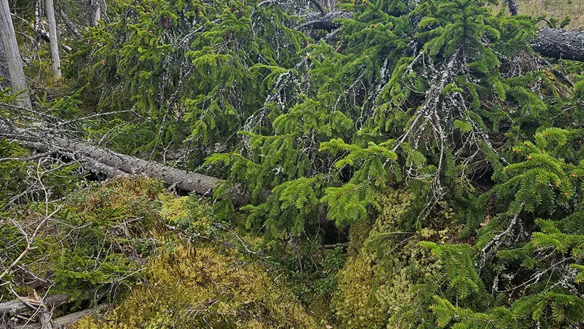 Område i barrskog med omkullfallna granar som ligger tätt tillsammans och bildar en låg barrvägg. Markvegetationen består av mossa, lavar och ris, med brutna grenar och stammar i förgrunden. Upprättstående träd och skog syns i bakgrunden under en gråmulen himmel. Foto.