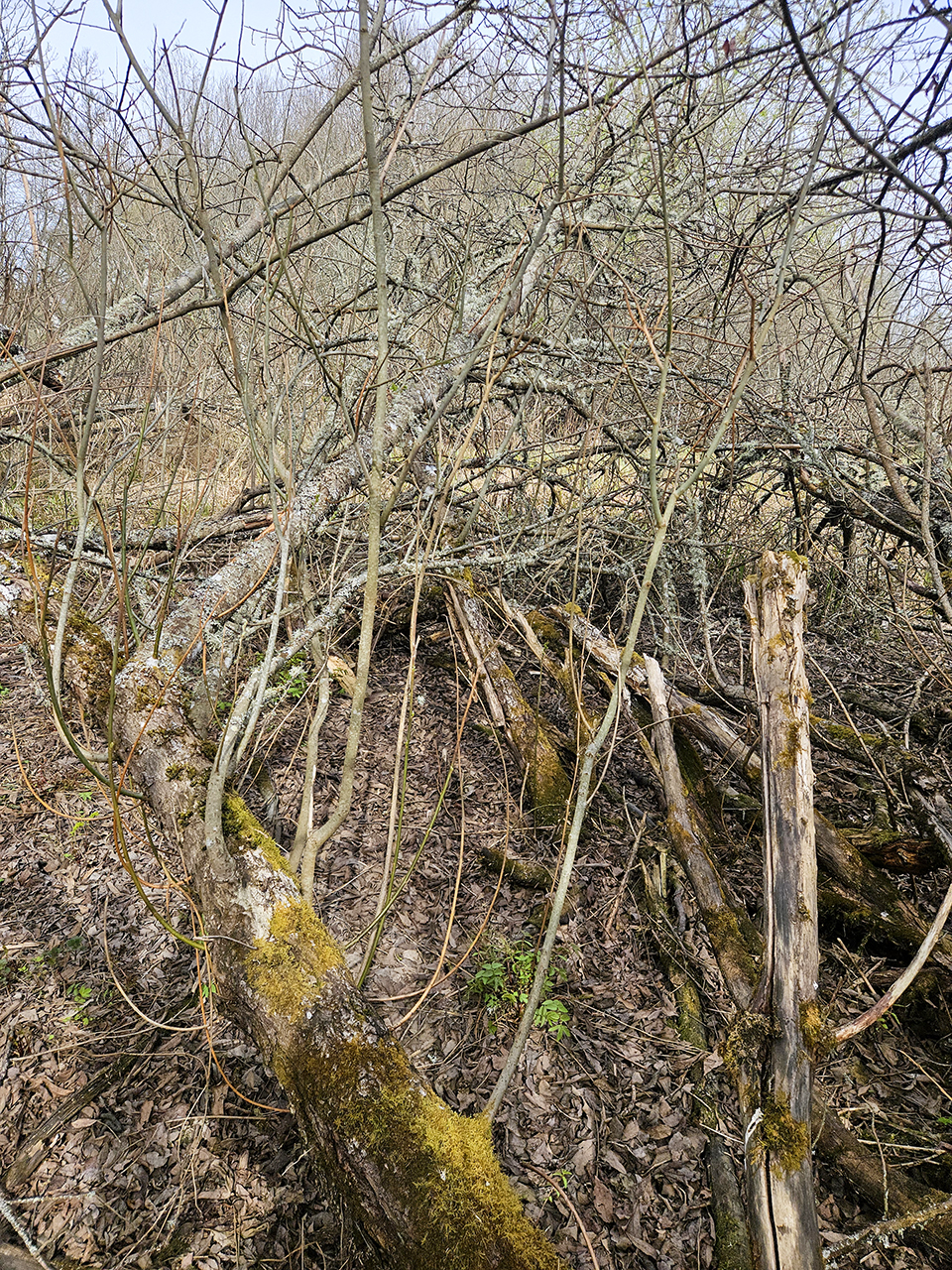 Tätsnårig skog med omkullfallna, mossbeklädda trädstammar och brutna grenar som bildar ett virrvarr nära marken. Tunna, bladlösa träd och kvistar omger platsen, med torr lövmark och tidiga vårtecken i bakgrunden. Foto.