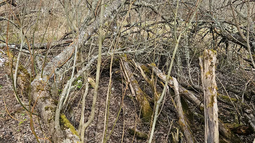 Tätsnårig skog med omkullfallna, mossbeklädda trädstammar och brutna grenar som bildar ett virrvarr nära marken. Tunna, bladlösa träd och kvistar omger platsen, med torr lövmark och tidiga vårtecken i bakgrunden. Foto.