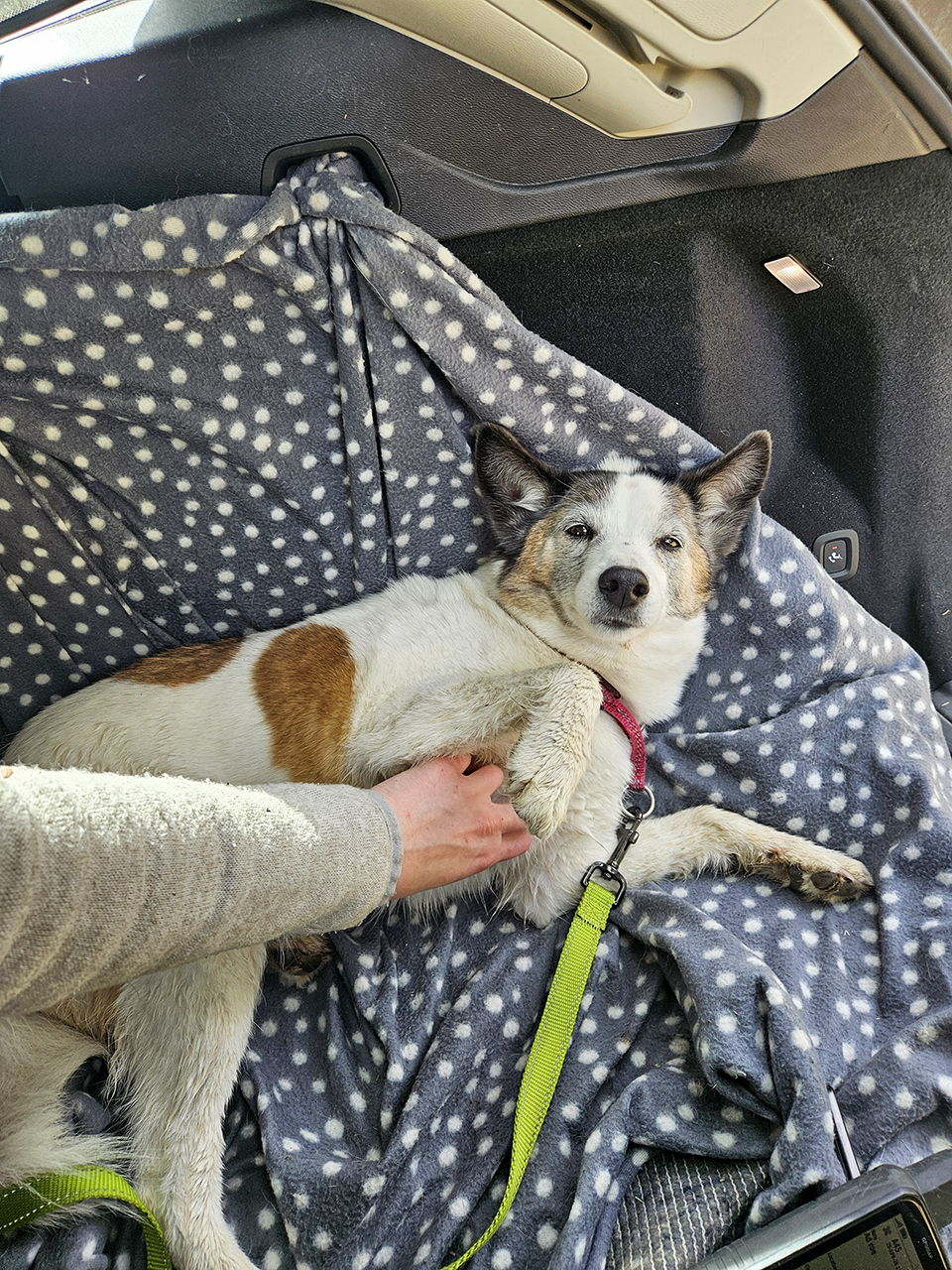 Hund ligger på sidan i bilens lastutrymme på en grå filt med vita prickar. En hand sträcks fram och håller hundens framtass. Hunden bär halsband och koppel, och bilens inredning syns runt omkring. Foto.