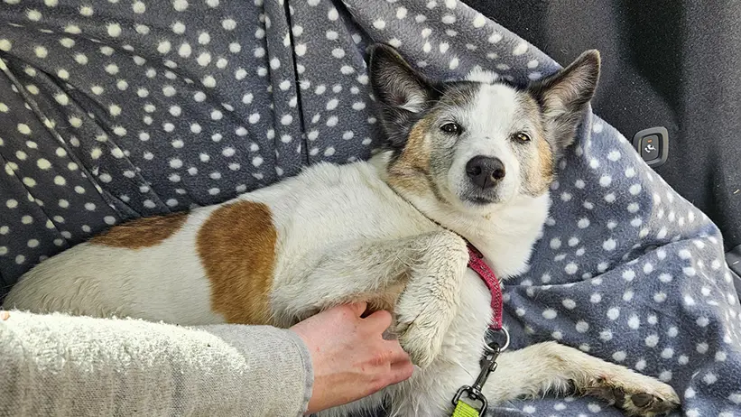Hund ligger på sidan i bilens lastutrymme på en grå filt med vita prickar. En hand sträcks fram och håller hundens framtass. Hunden bär halsband och koppel, och bilens inredning syns runt omkring. Foto.