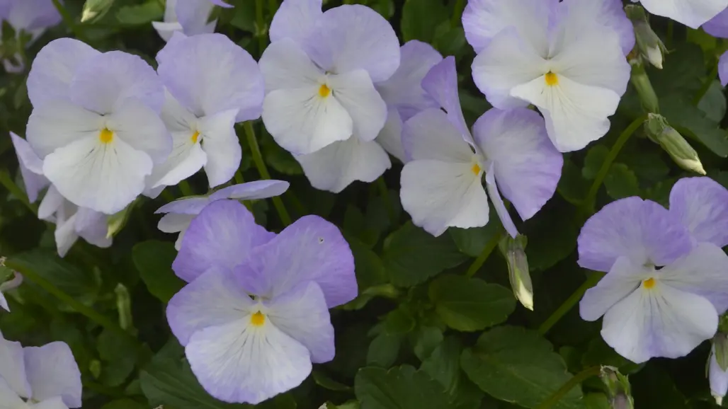 Bukettviolen 'Ullas Favorit' blommar med vita och ljuslila blommor.