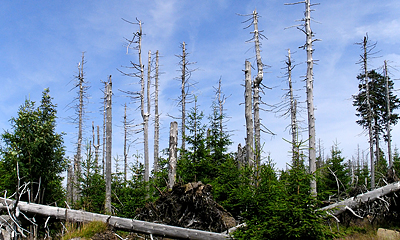 Silberwald