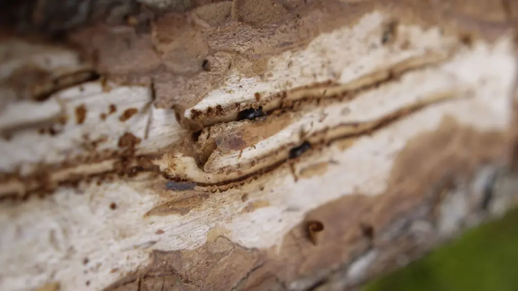 Granbarkborre i gångar. Foto.