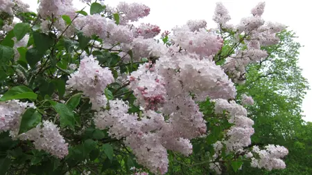 Foto av Grönt kulturarv®s-syrenen Emilie Piper. I bild syns flera spetsiga blomklasar som går från ljust rosa till vitt. Blommorna är fullt utslagna och mellan dessa syns det gröna bladverket med de något hjärtformade bladen. I bakgrunden syns ett grönskande träd och grå himmel.