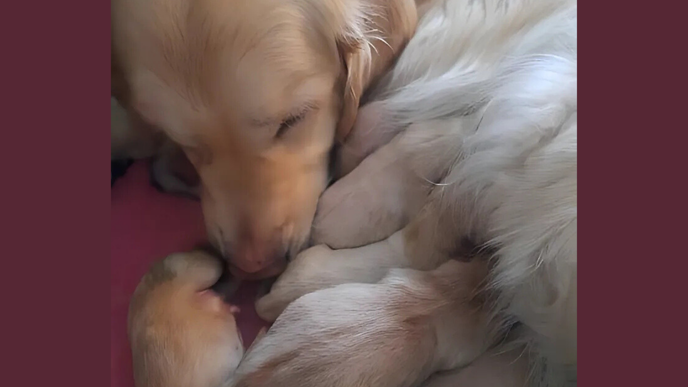 Guldfärgad golden retriever med valpar som diar.