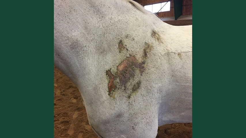 Foto av en häst med sår utav att ha kliat sig.