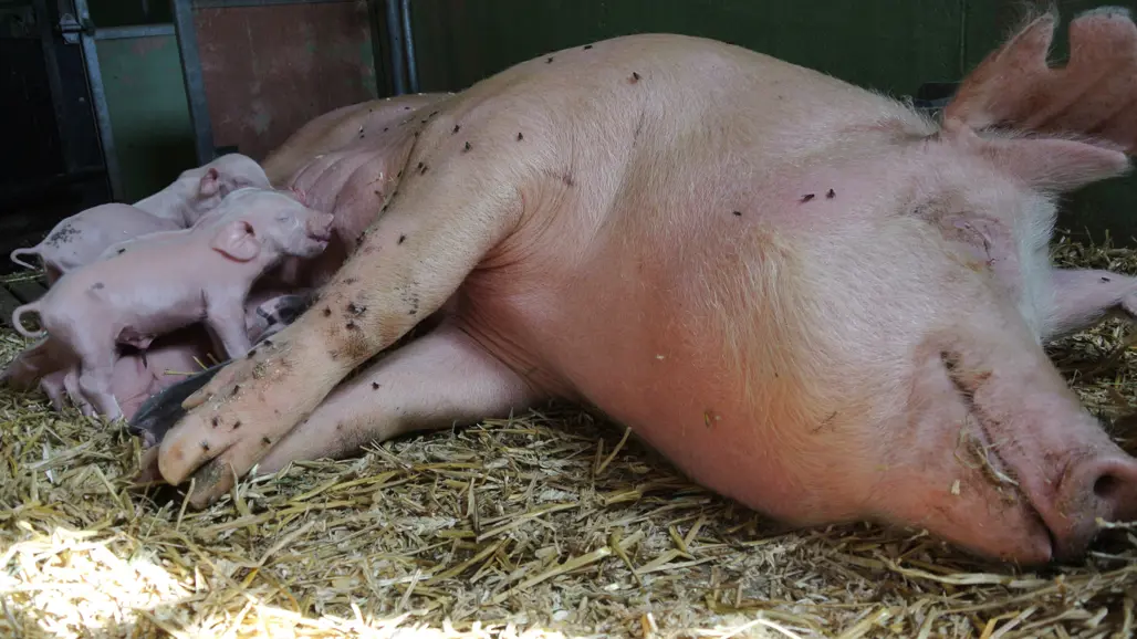 En sugga med kultingar som diar