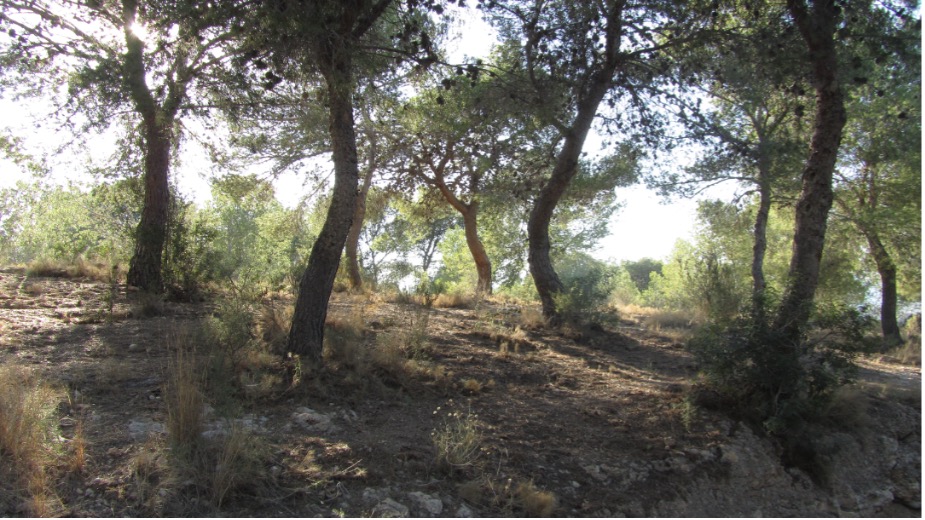 skog i spanien