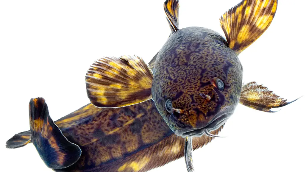 burbot