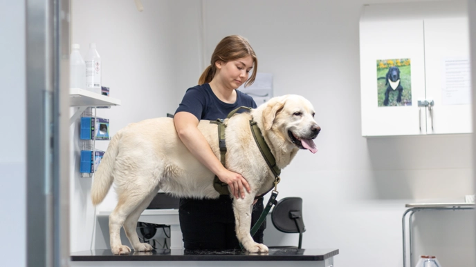 Foto av kvinnlig veterinär som undersöker en labrador retriever på klinik.