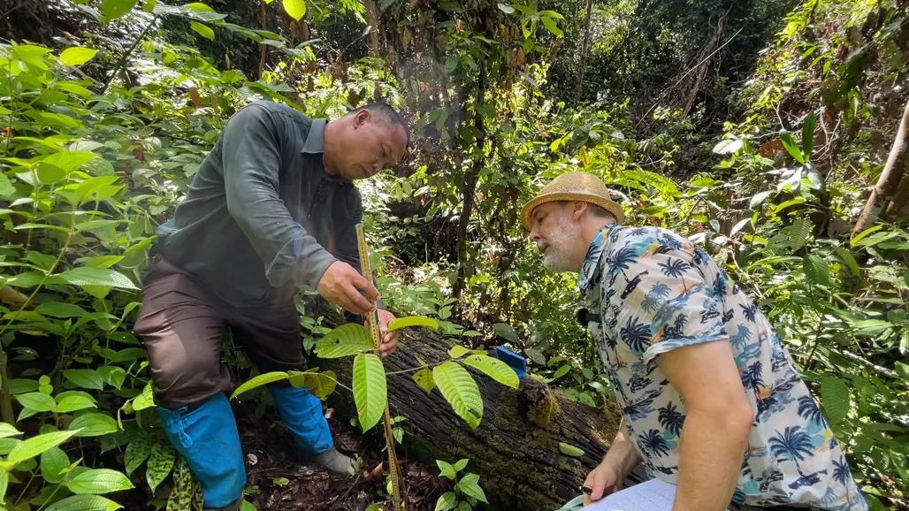 Two people measuring a seedling in the rainforest.