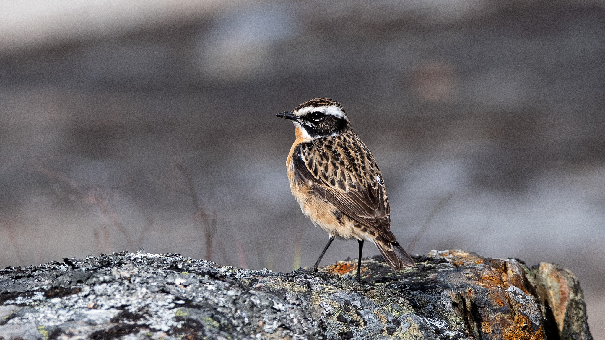 Brungul, liten fågel står på sten. Foto
