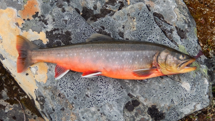 A char lying on a stone.
