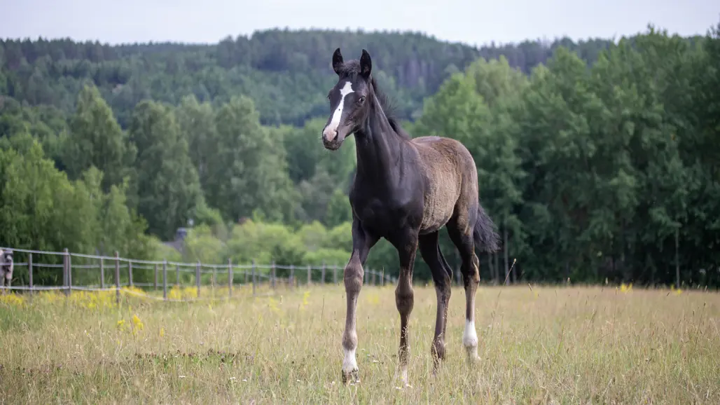 Foto av ett svenskt varmblodigt föl utomhus i hage under sommaren.
