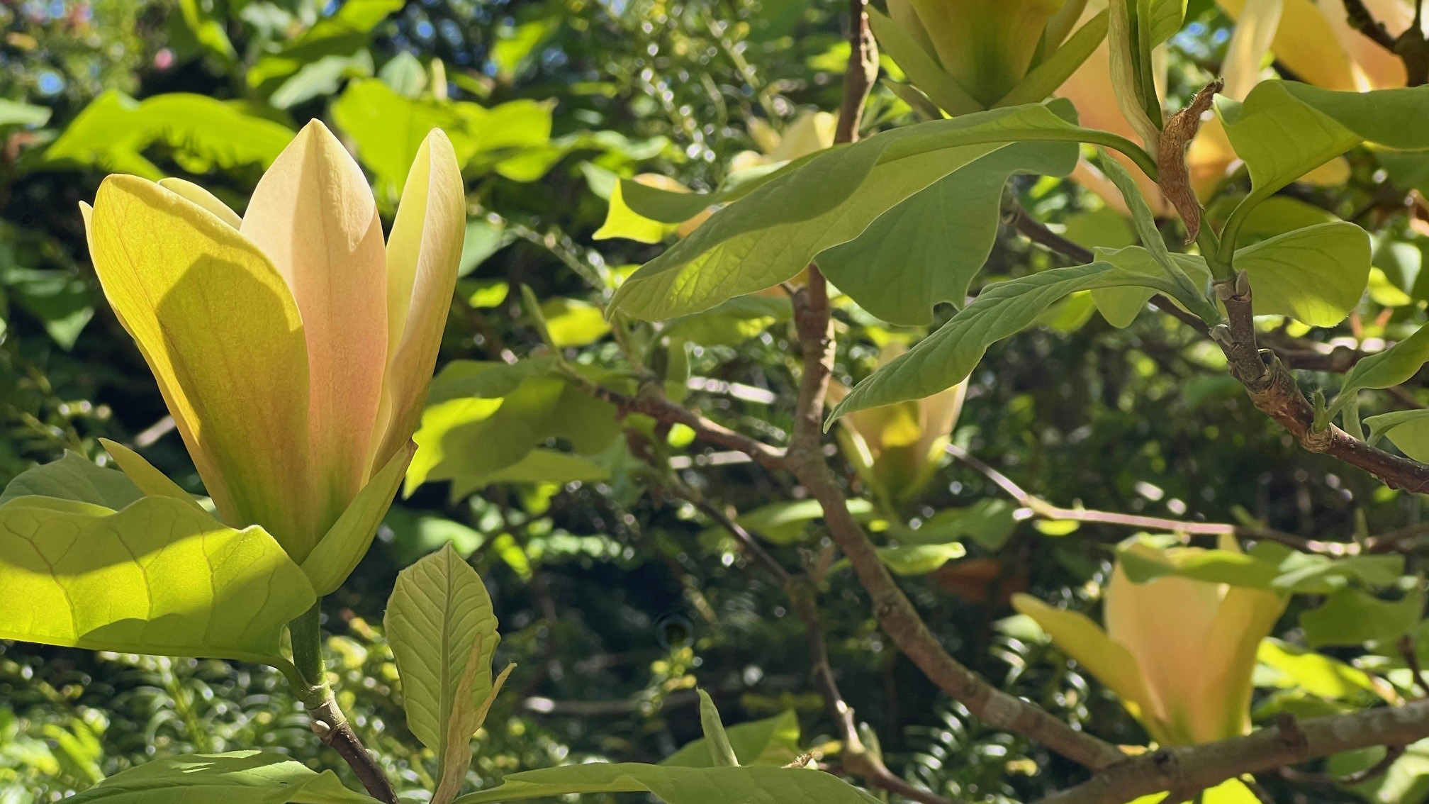 Aprikosfärgad magnoliablomma