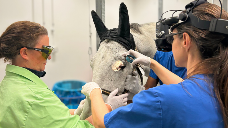 Two people standing next to a white horse. A woman wearing blue medical clothing and white gloves examines the horse with equipment she wears on her head. The other woman wearing green medical clothing, white gloves and goggles is holding the horse's head.