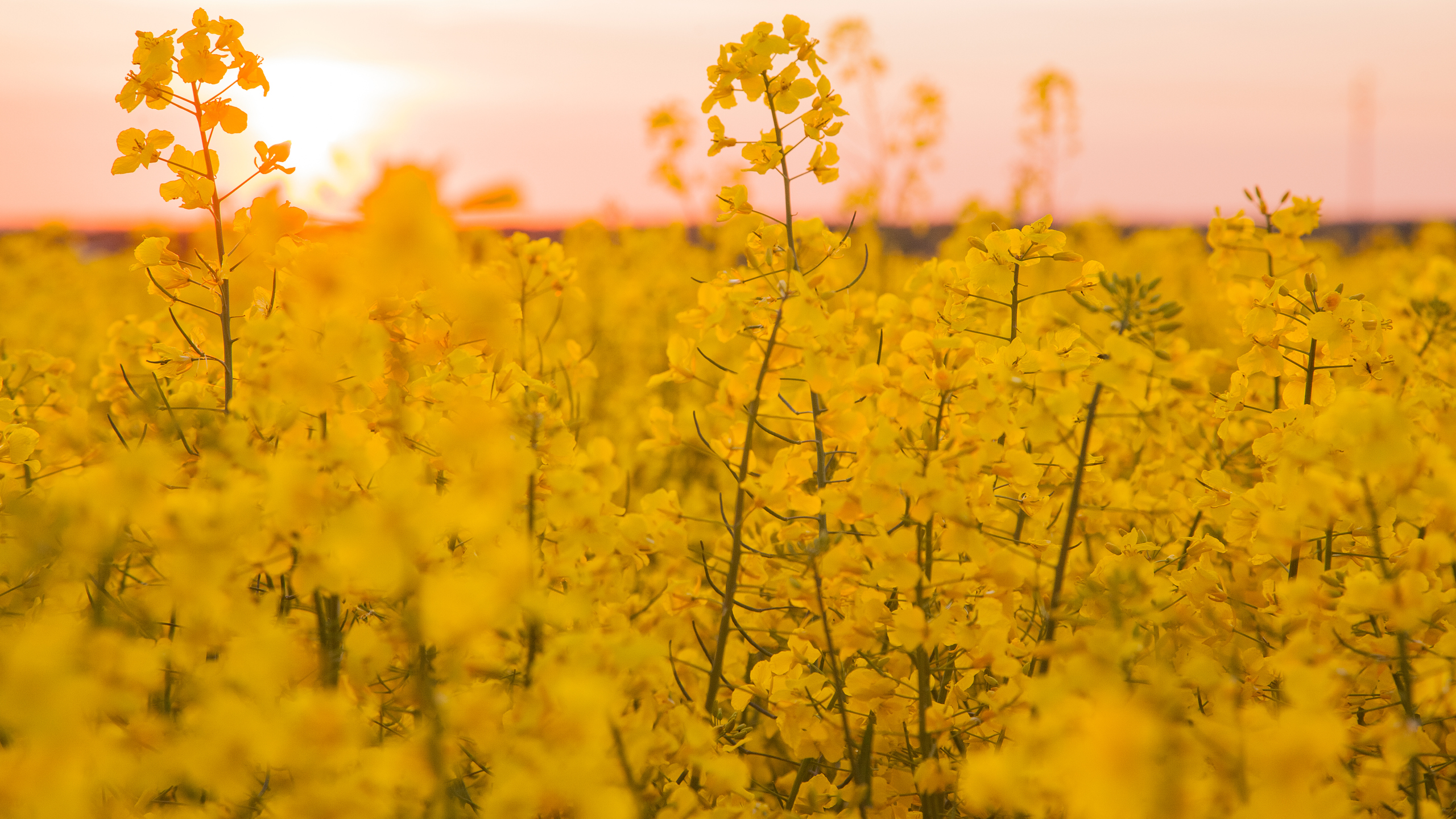 Blommande raps, foto.