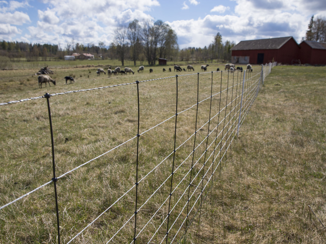 En flock får betar bakom innanför ett elstängselnät. 