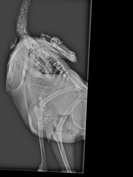 En röntgenbild av en höna. Foto.