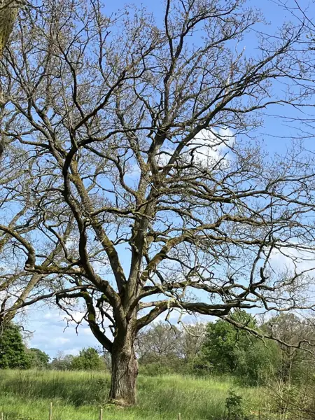 Kaläten ek i Tingsryd. Foto.