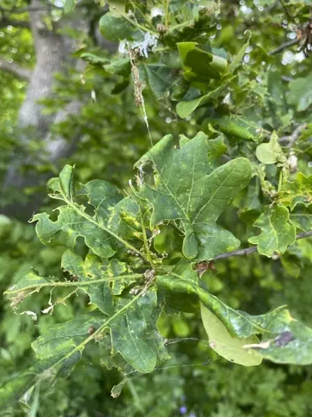 Löv som blivit ätna på av Ekvecklar. Foto.