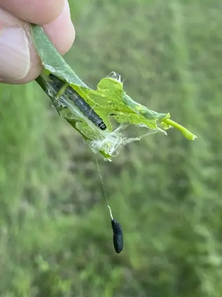 Larv i löv och puppa som hänger från lövet. Foto.