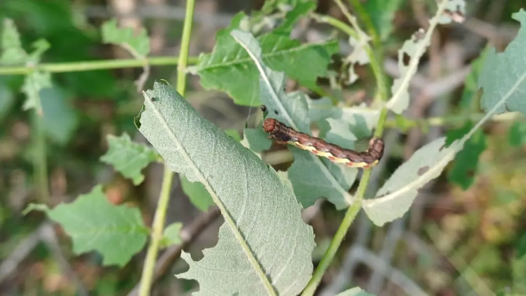 Larv på lövverk. Foto.