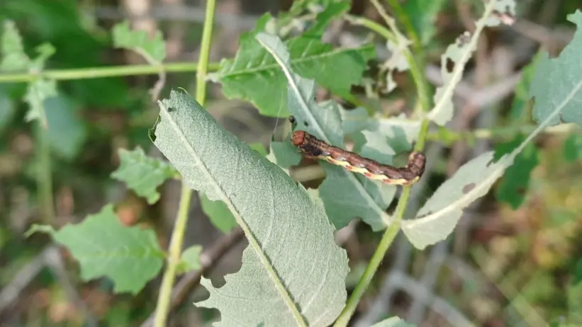 Larv på lövverk. Foto.