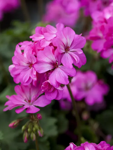 Närbild av Grönt kulturarv®s zonalpelargon 'Knapaträdet'. Fotot visar en lysande rosa blomma, med vita sträck som sträcker sig från mitten av blombladet utåt. De små ståndarna och pistillerna är saffrans röda. I bakgrunden syns fler blommor i oskärpa, samt grönt bladverk.