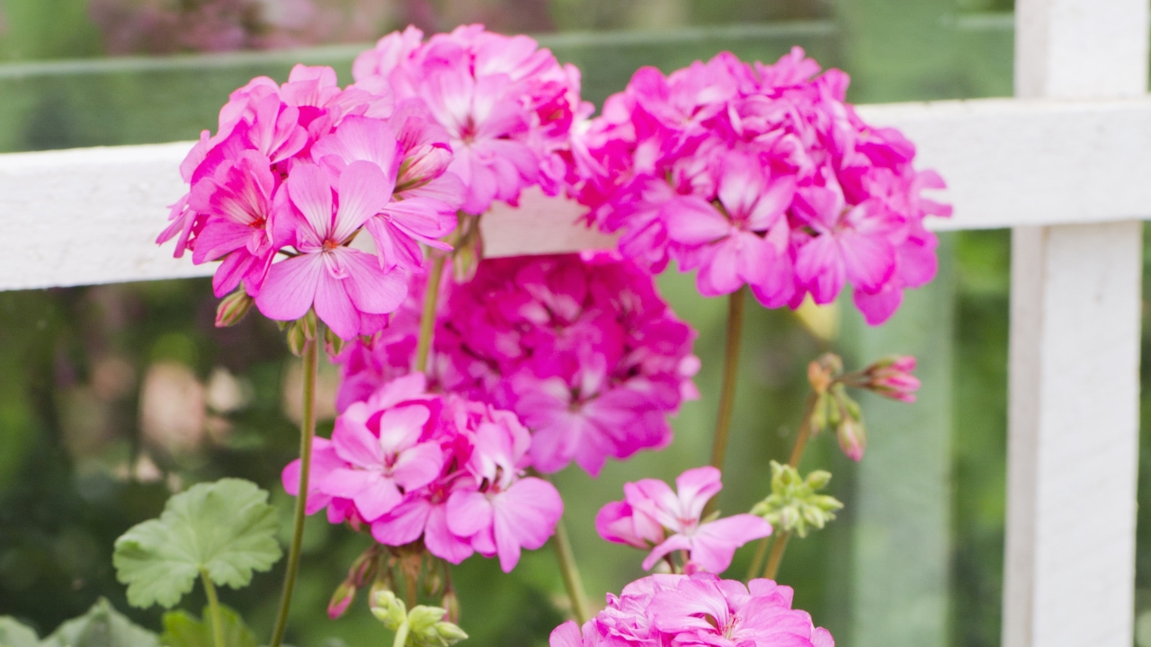 Närbild av Grönt kulturarv®s zonalpelargon 'Knapaträdet'. Fotot visar flera lysande rosa blommor med vita inslag i blombladen. En blomma är i full skärpa, övriga i oskärpa. I bakgrunden syns vitmålade fönsterspröjs.
