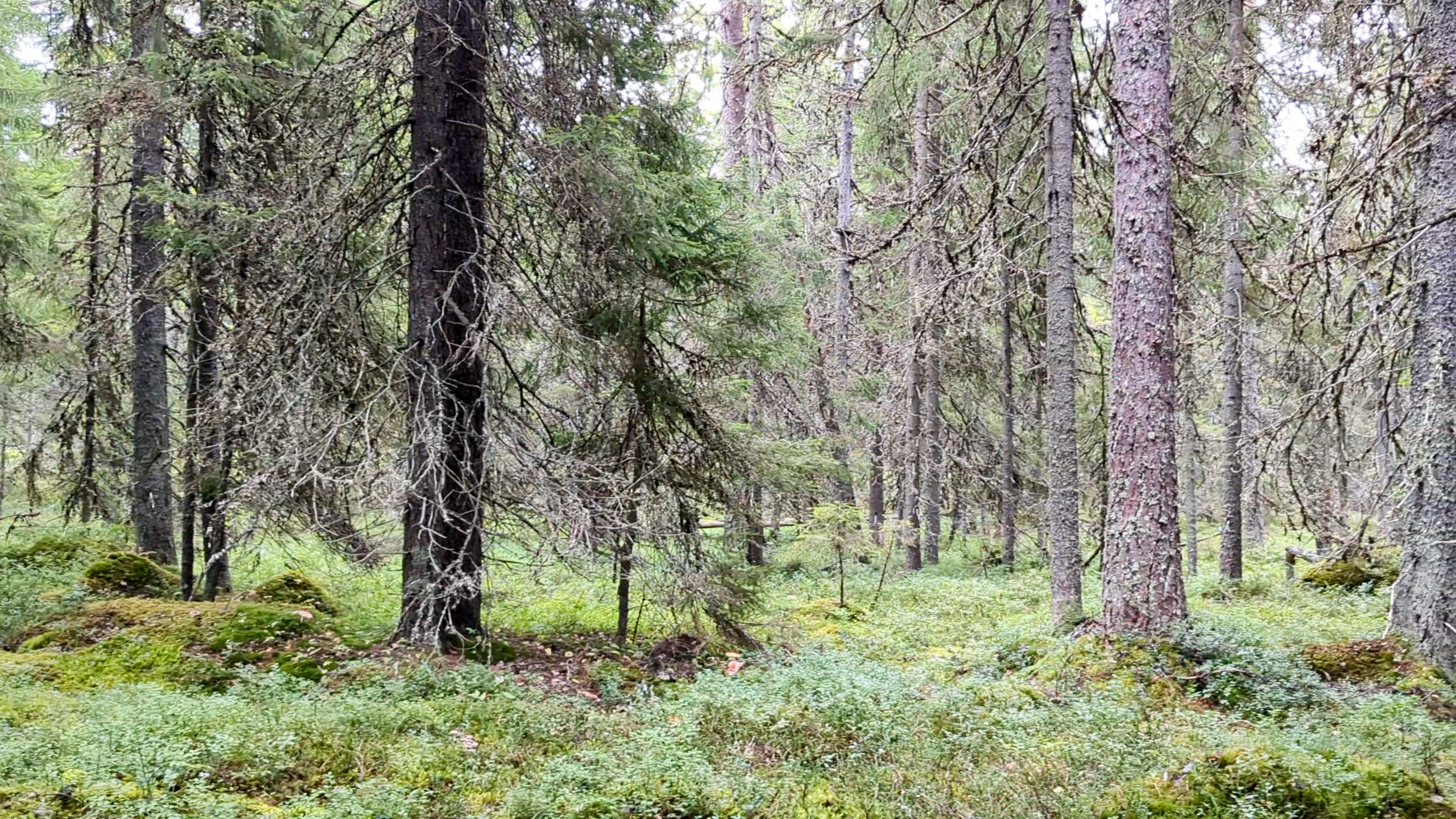 skog