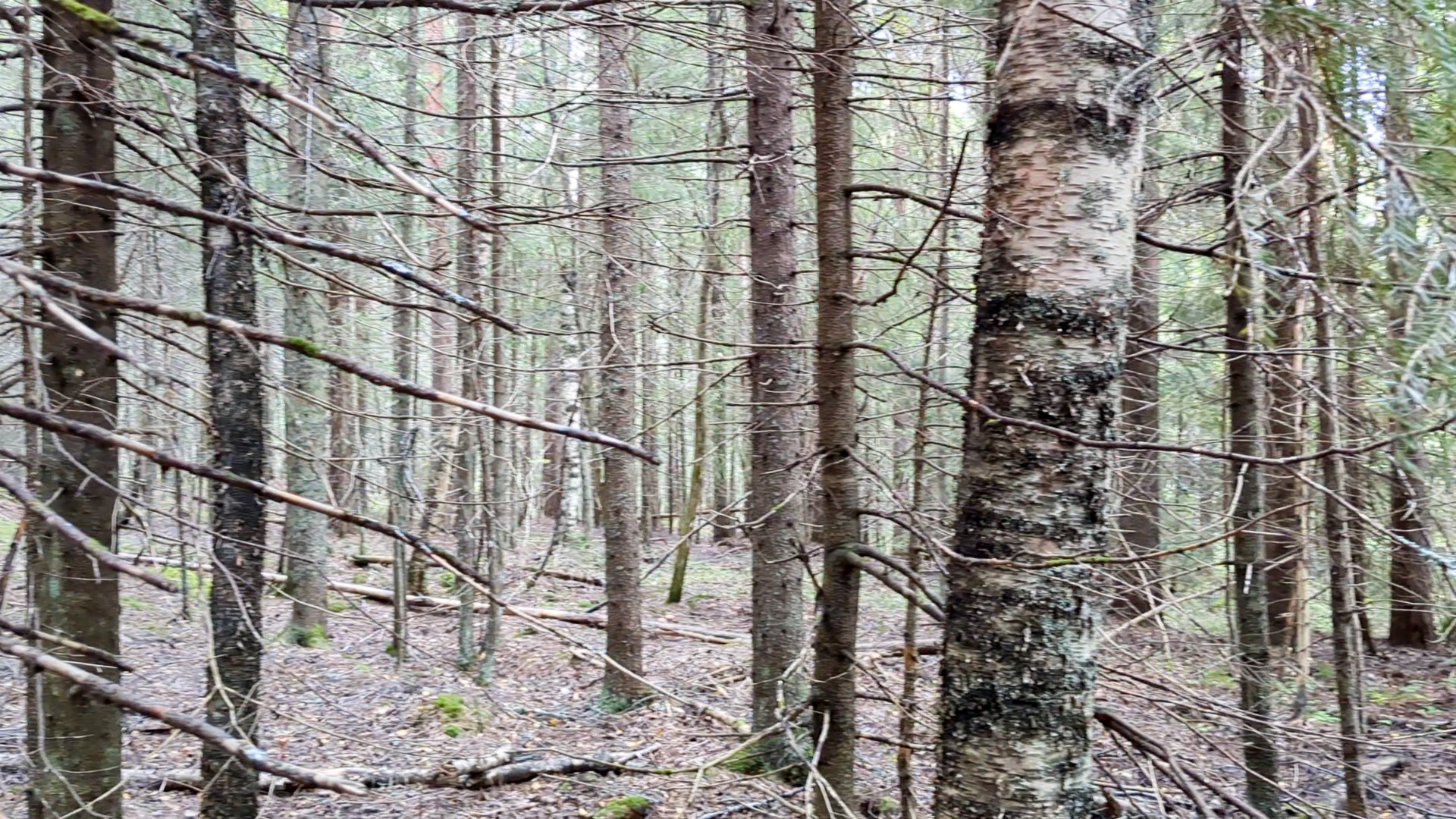 skog
