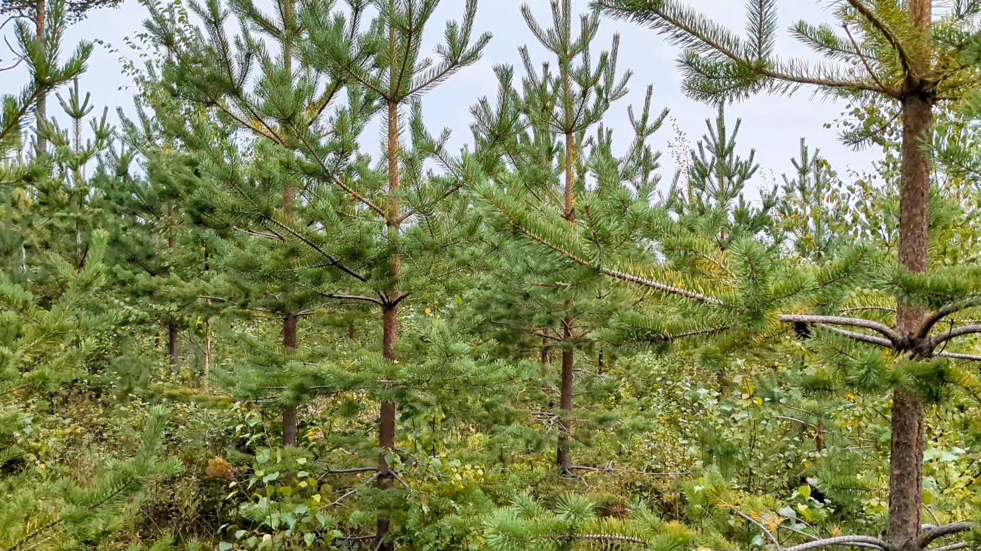ungskog