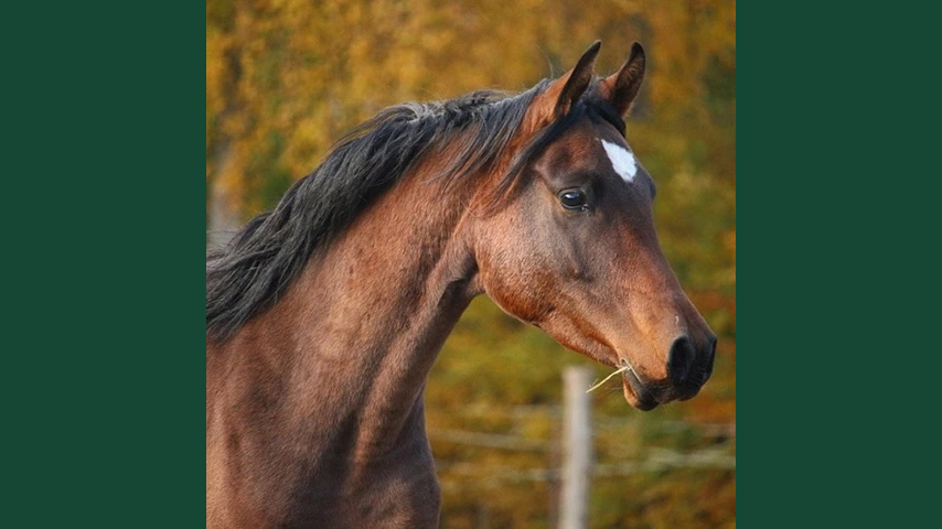 Foto av en brun arabhäst utomhus under hösten.