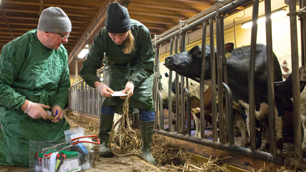 Two people examining a cow.