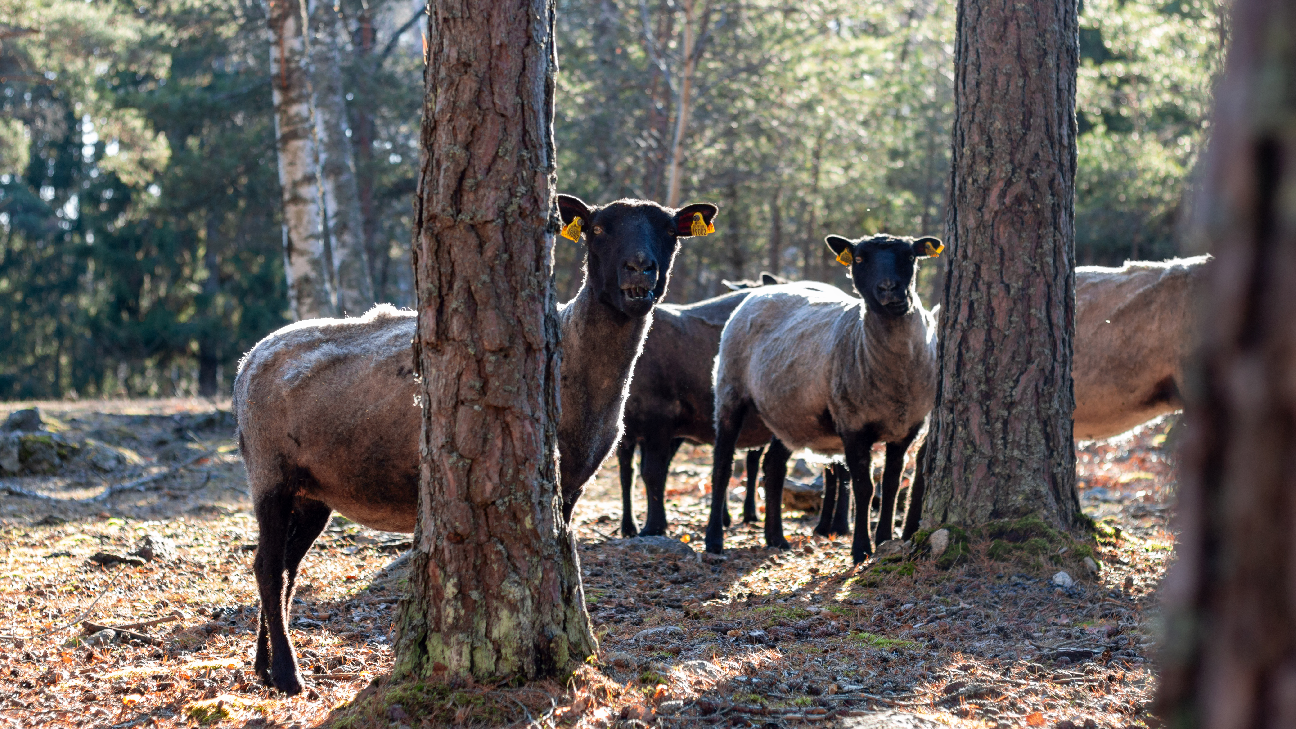 En grupp mörka får i skog. Foto.