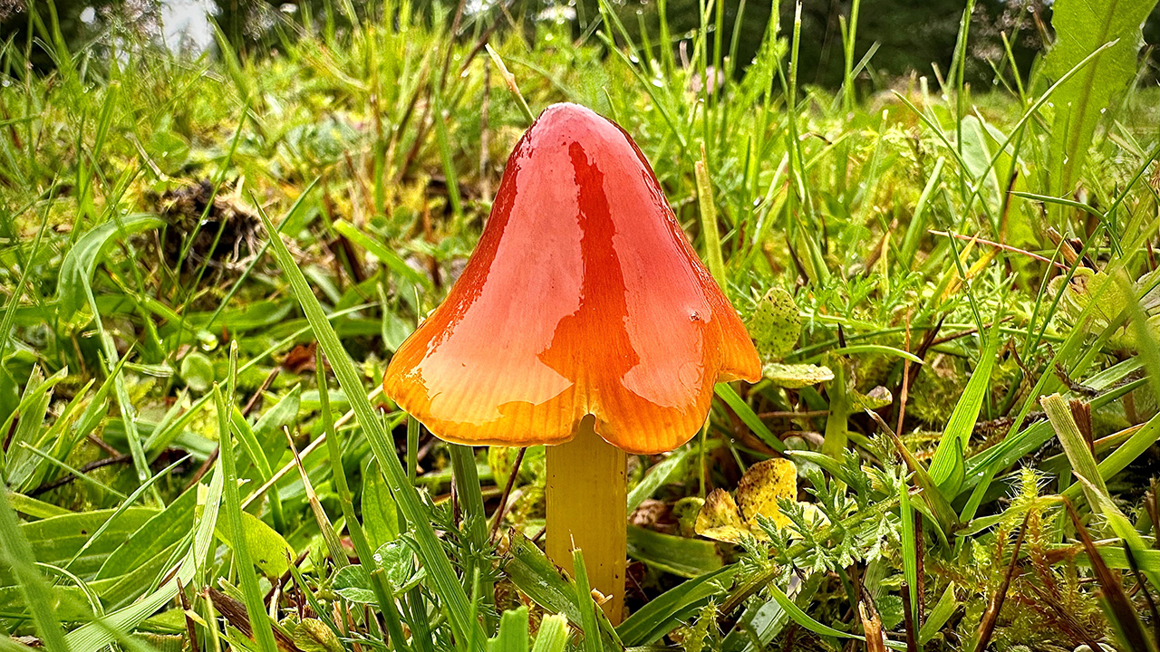 Röd svamp mot grön bakgrund. Foto
