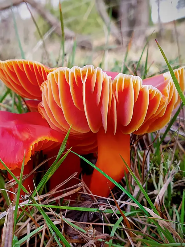 Röd svamp i gräs. Foto