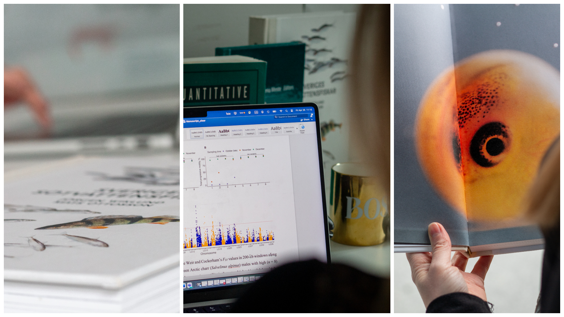 Kollage med flera foton kopplat till ett forskningsprojekt om fiskavel.