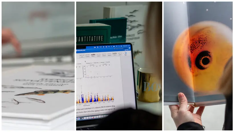 Collage with several photos linked to a research project on fish farming.