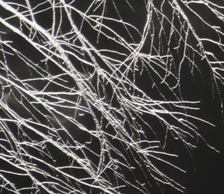 Mycelia of an aquatic fungus are seen as bright white, branching filaments on a black background