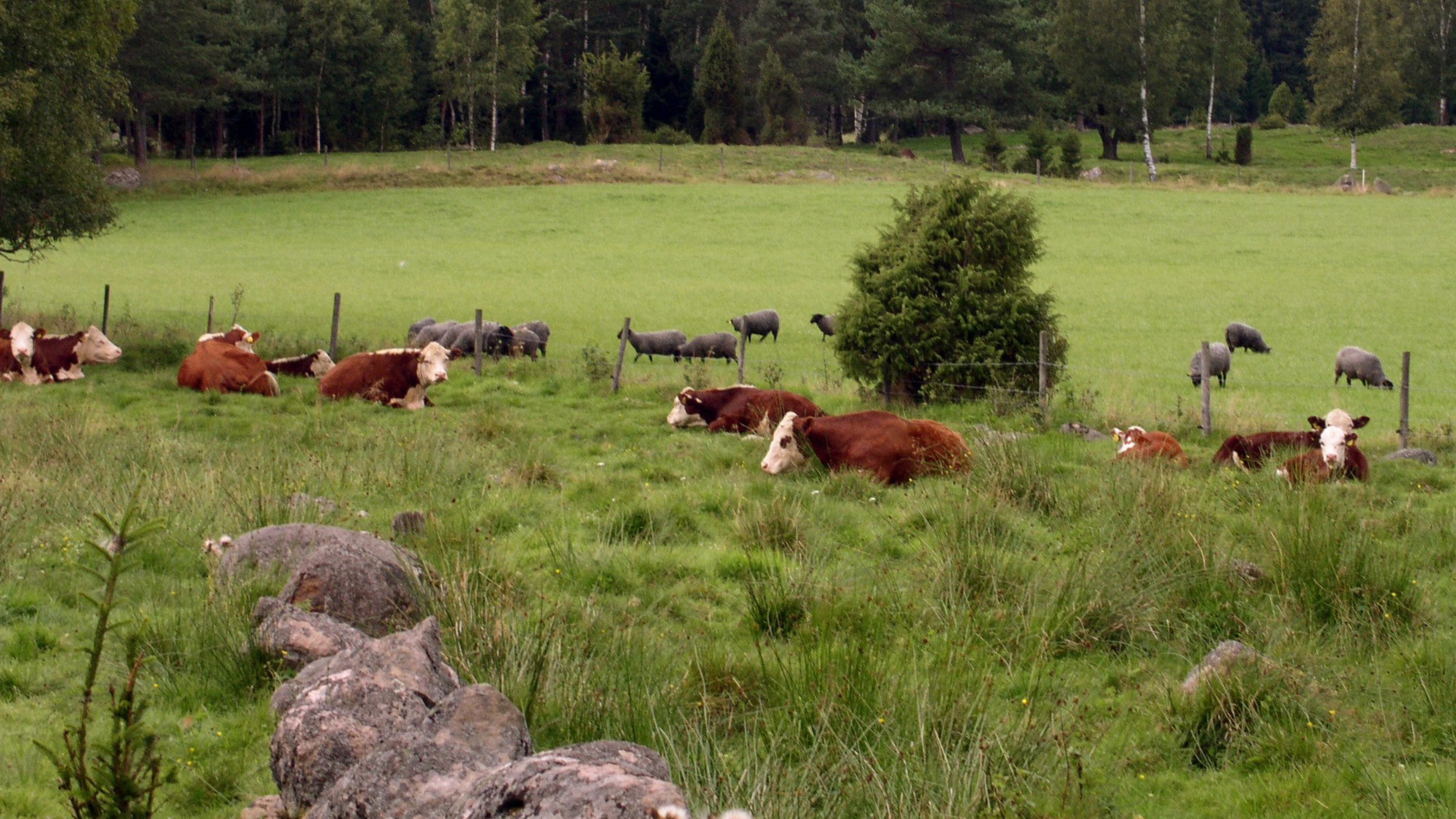 En flock Hereford köttdjur vilar på bete och i en angränsande hage går det en flock gotlandsfår på bete. 